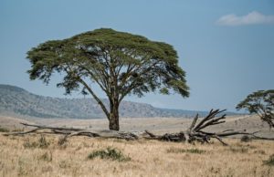 Acacia