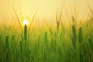 Wheat field sun